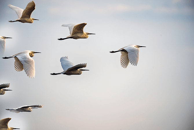 birds flying in a V formation 